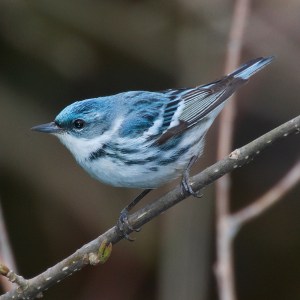 Cerulean Warbler (Photo: Wikipedia Commons)