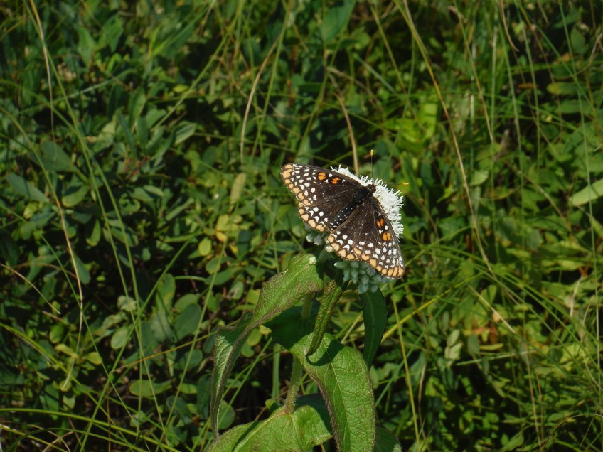 Baltimore Checkerspot Butterfly Minesing Fen