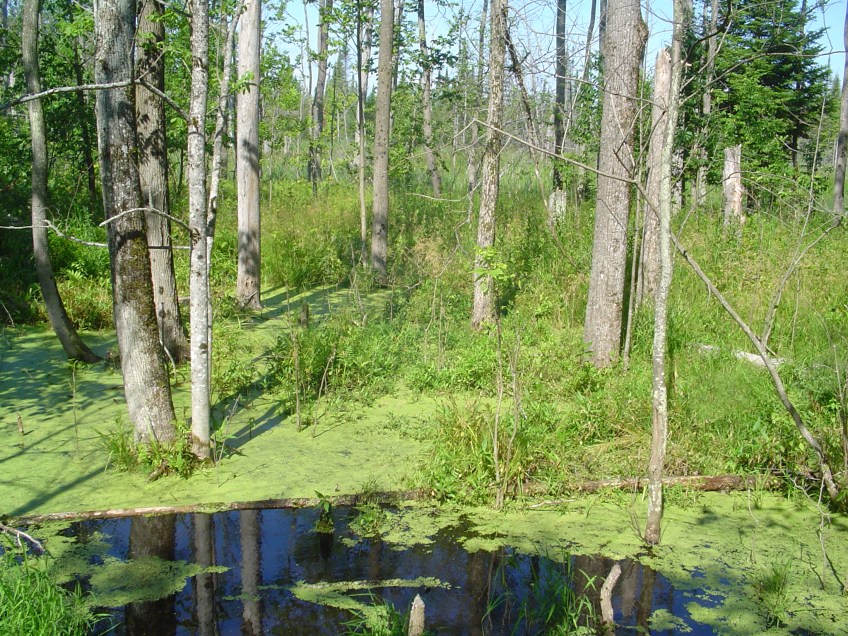 Beaver Meadow Minesing Fen