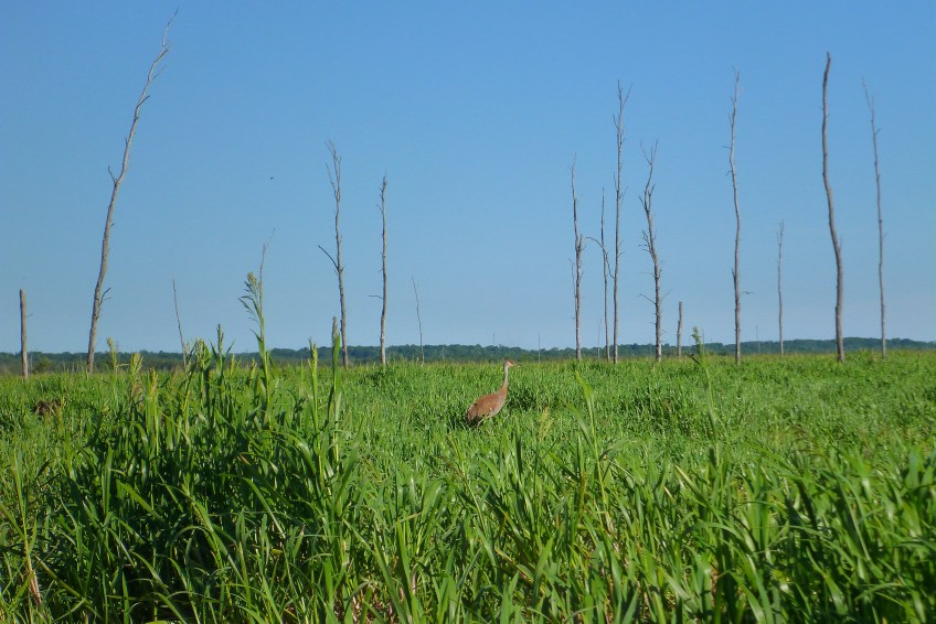 Minesing Sandhill Crane